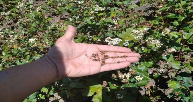 Çeşme'de yeni ürün: Greçka