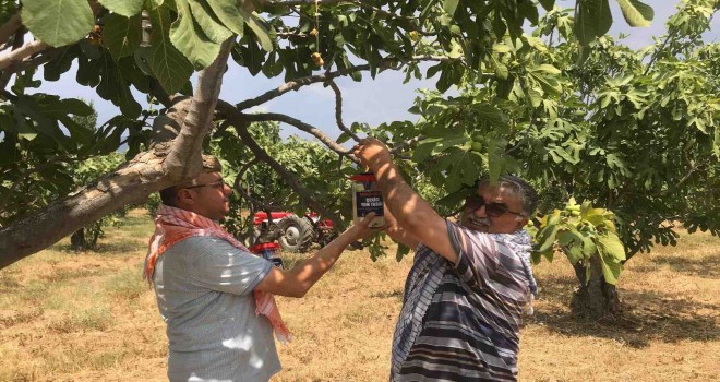 İzmir Büyükşehir'den tarımda üreticilere destek