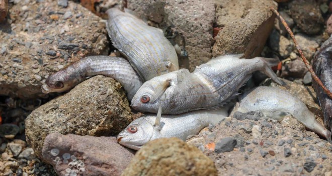 İzmir Körfezi'nde balık ölümleri Karşıyaka'ya ulaştı