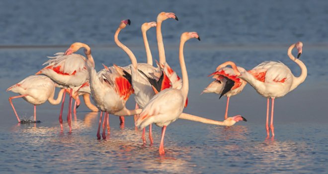 1.Ulusal Foto Safari ve Fotoğraf Yarışması’na başvurular başladı