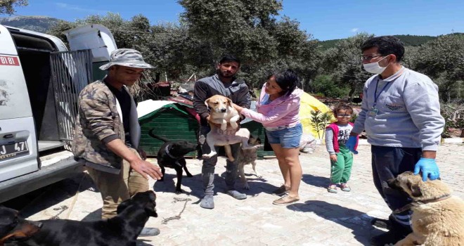 Sahibinden şiddet gören köpekler sağlıklarına kavuştu