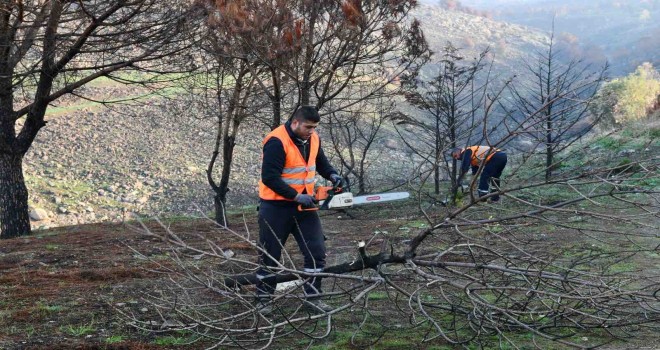 Çiğli Belediyesi orman yangınının izlerini silmek için seferber oldu