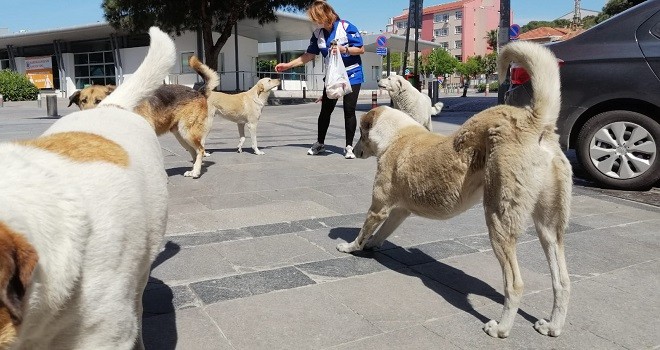 Can dostlar için alan genişletildi...