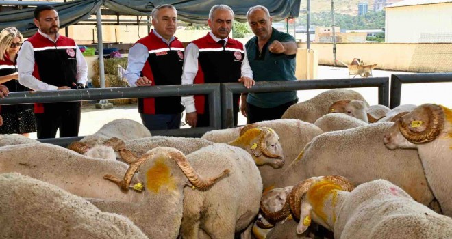 Kurban Bayramı'na İzmir Hayvan Pazarları hazır