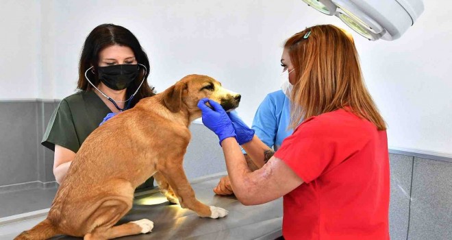 İzmir’de bir yılda 95 bin sahipsiz hayvan kısırlaştırıldı