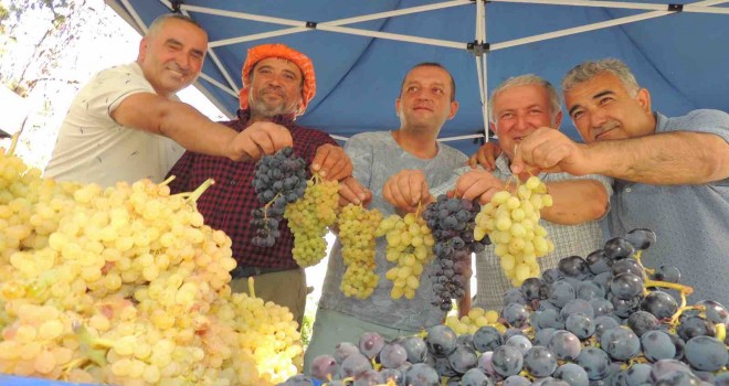 Karaburun'da Üzüm Şenliği zamanı