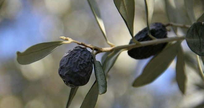 Karaburun’da ilk kez Furma Zeytin Festivali düzenlenecek