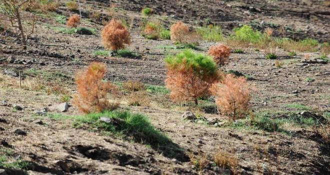 Karşıyaka'da yanan ormanlar için ''Fidan Dikim Şenliği'' düzenlenecek