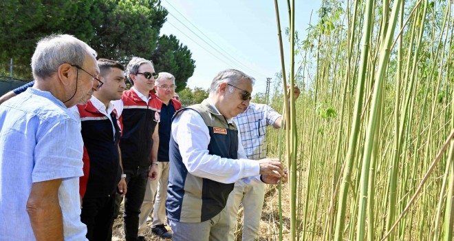 İzmir'de ilk defa izinli ve kontrollü olarak kenevir hasadı yapıldı