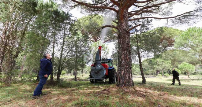 Çam fıstığının geleceği için uygulamalı çalışma yapıldı