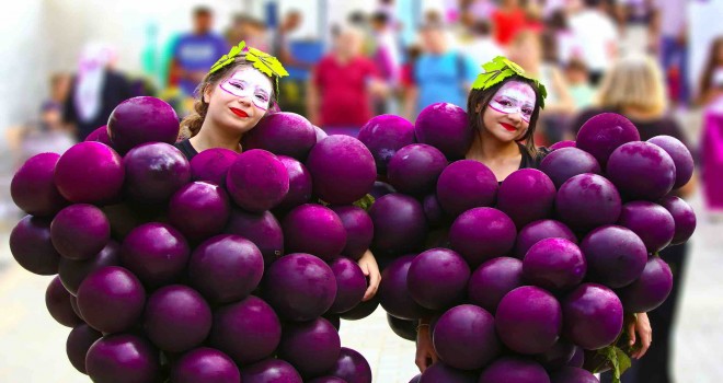 Kavacık Üzüm Festivali şehre taşınıyor