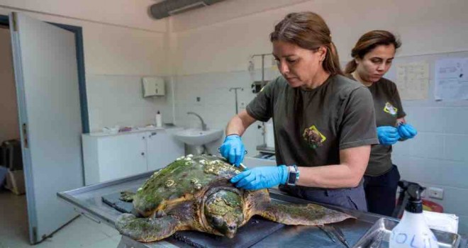 Körfez’deki yaralı Caretta caretta kurtarıldı