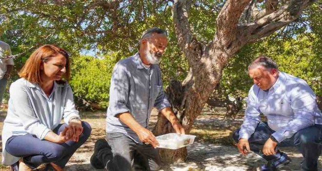 Çeşme'de hedef 100 bin sakız ağacı