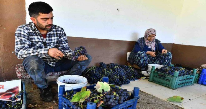 İzmir Büyükşehir Belediyesi 10 ton Kavacık üzümü satın aldı