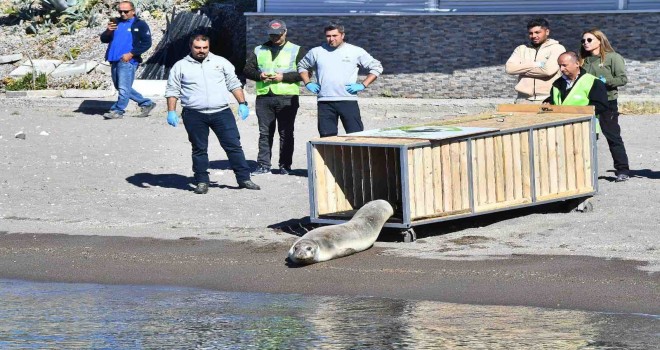 Tedavisi tamamlanan Akdeniz foku mavi sularla buluştu