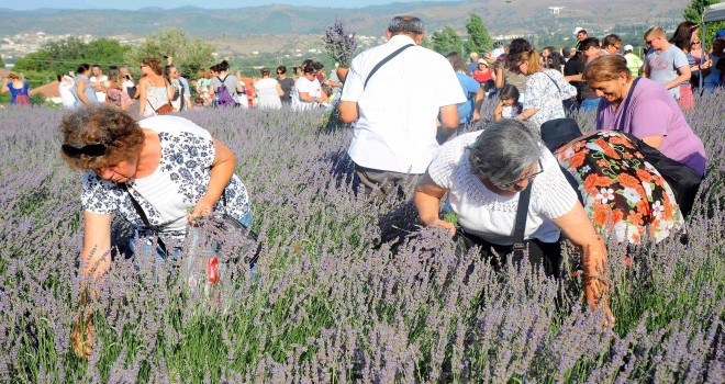 Seferihisar'da lavanta hasadı zamanı