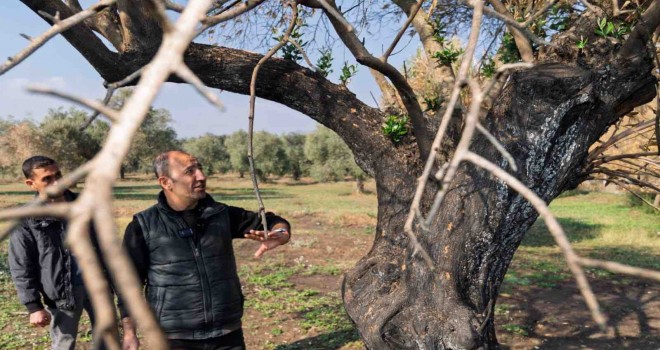 Yangında zarar gören zeytin ağaçları küllerinden doğacak