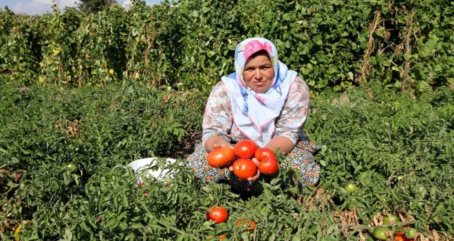 Yamanlar ''Domates Şenliği'' ile yeniden doğuyor