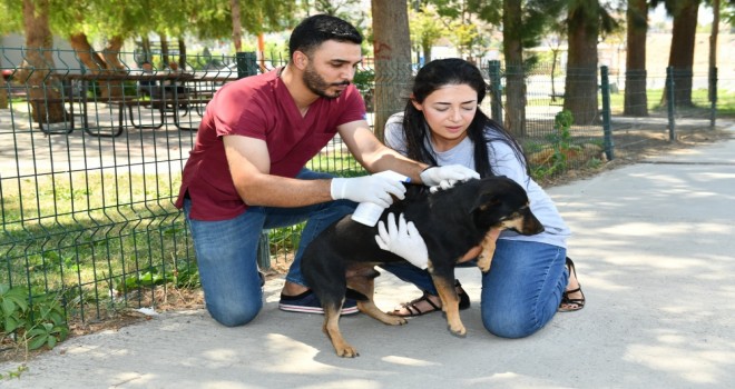 Çiğli'de can dostlar yuvasız kalmayacak