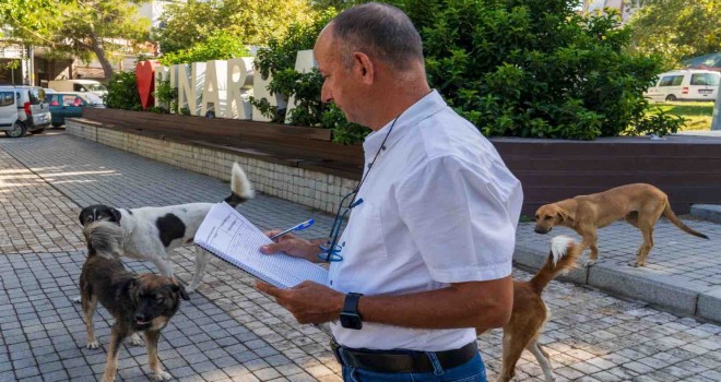 İzmir Büyükşehir can dostların sayımına başladı