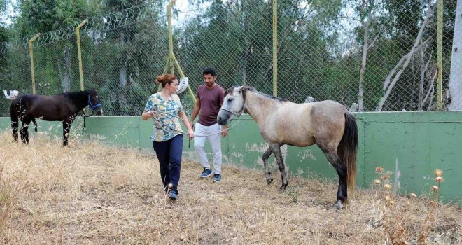 Karşıyaka’da başıboş at operasyonu