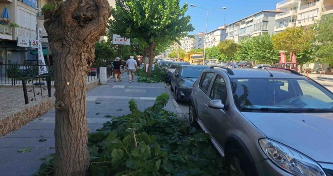 Şehitler Bulvarı'ndaki dut ağaçları budandı