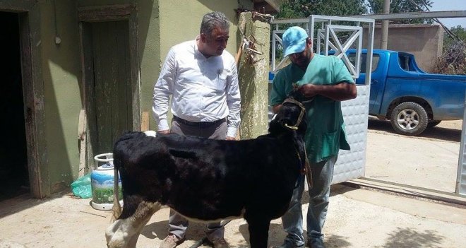 ''Süt, patates, şimdi de hayvanlarda öldürücü hastalık''