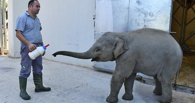 1 yılda 300 kilo aldı