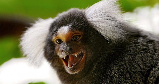 Belçika’da doğdular, İzmirli olacaklar