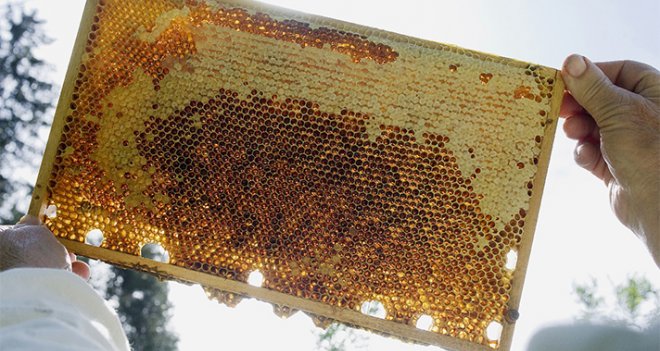 Bu destekten bal damlıyor