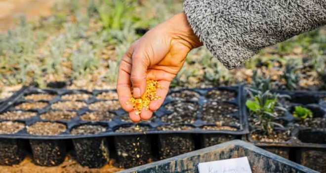 Tohumlar Atadan müzik keyfi Melek Mosso’dan