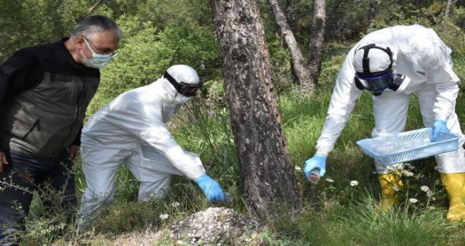 Laboratuvarda üretilen böcekler Karşıyaka'da doğaya salındı