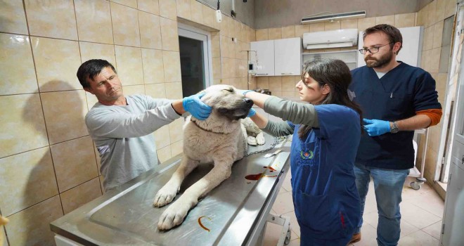 Depremzede köpek İzmir’de yaşayacak