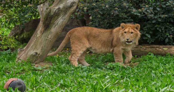 İzmir'de yavru aslan bulundu