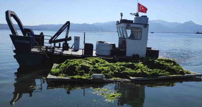 Deniz marulları temizleniyor