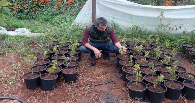 Çeşme Damla Sakızı üretimi büyüyor