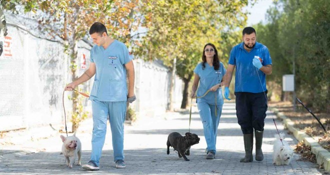 İzmir’de el konulan 20 cins köpek Işıkkent Köpek Bakımevi’nde