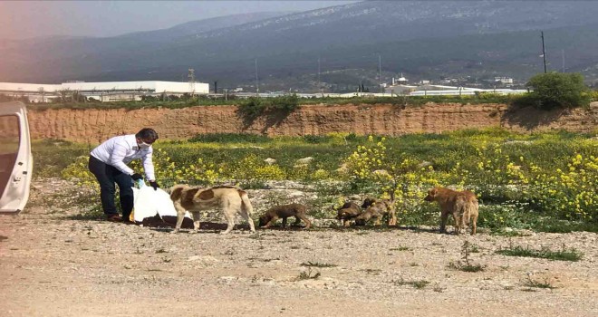 İzmir İl Tarım ve Orman Müdürlüğü sokak hayvanları için sokakta