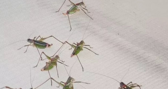 İzmir İl Tarım ve Orman Müdürlüğü'nden çekirge açıklaması