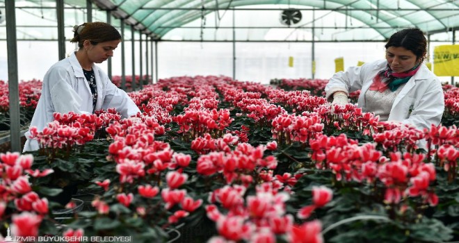 Bayındırlı çiçekçiler ''Şampiyonlar Ligi''nde