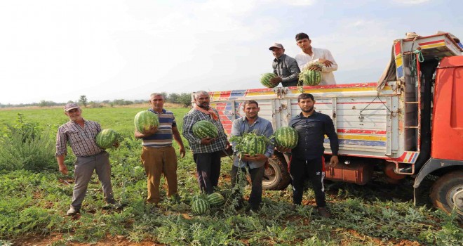 Küçük Menderes’in en kaliteli karpuzu Bayındır-Pınarlı’da