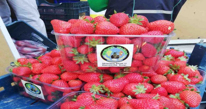 Menemen’in meşhur Emiralem çileği Seyyar Pazar’da