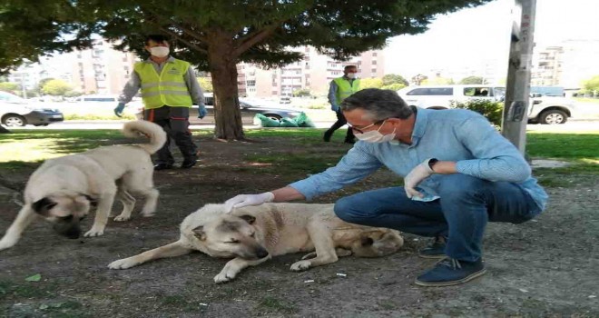 Gaziemir'de can dostlar unutulmadı: 2 bin 100 kilogram mama desteği