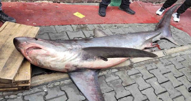 Karşıyaka İlçe Tarım köpek balığına el koydu