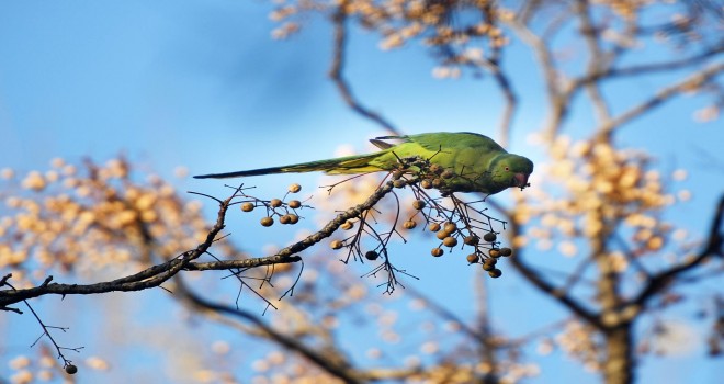 Ege Üniversitesi kampüsünün yeşil sakinleri