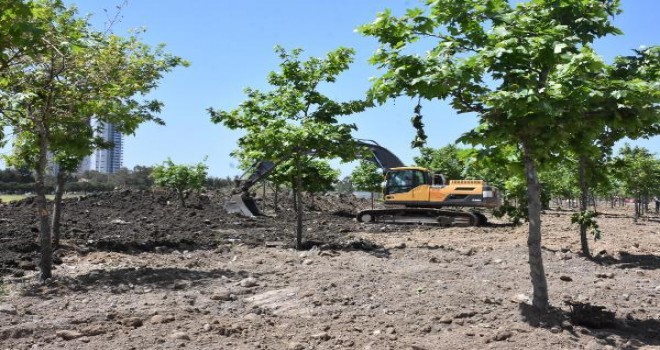 Mavişehir'de çınar ağaçlarının sökülmesine tepki