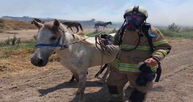 İzmir Büyükşehir yangın bölgelerindeki tüm canlıların yardımına koştu