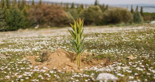 Bir Fidan Bir Dünya ile ağaçlandırma çalışmaları başlıyor