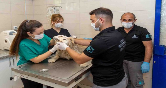 Bir yılda 11 bin 500 sokak hayvanı tedavi edildi