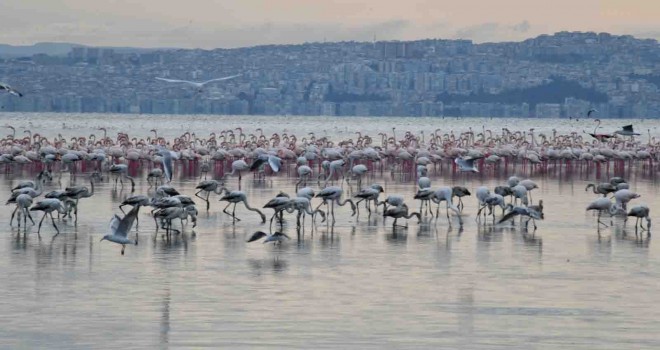Çiğli Belediyesi’nin Gediz atağı sürüyor